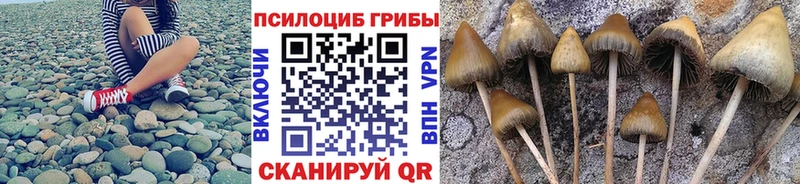kraken зеркало  купить наркоту  Жуковка  Галлюциногенные грибы Psilocybe 